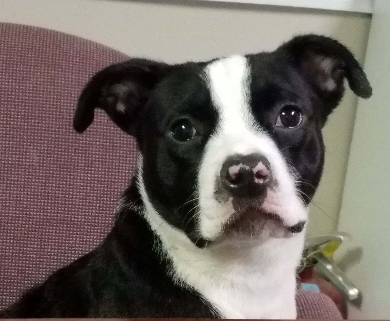 Advocates for Abused and Abandoned Pets - Cookie2.jpeg